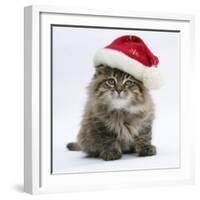 Maine Coon Kitten, 8 Weeks Old, Wearing a Father Christmas Hat-Mark Taylor-Framed Photographic Print