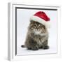 Maine Coon Kitten, 8 Weeks Old, Wearing a Father Christmas Hat-Mark Taylor-Framed Photographic Print