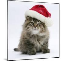 Maine Coon Kitten, 8 Weeks Old, Wearing a Father Christmas Hat-Mark Taylor-Mounted Photographic Print