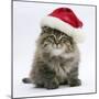 Maine Coon Kitten, 8 Weeks Old, Wearing a Father Christmas Hat-Mark Taylor-Mounted Photographic Print