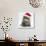 Maine Coon Kitten, 8 Weeks Old, Wearing a Father Christmas Hat-Mark Taylor-Photographic Print displayed on a wall