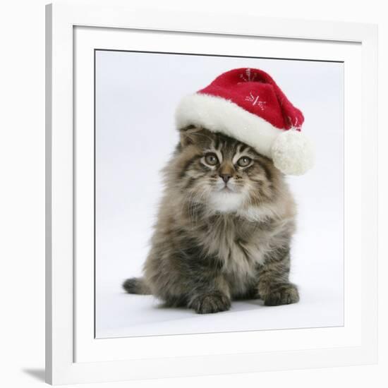 Maine Coon Kitten, 8 Weeks Old, Wearing a Father Christmas Hat-Mark Taylor-Framed Photographic Print