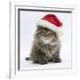 Maine Coon Kitten, 8 Weeks Old, Wearing a Father Christmas Hat-Mark Taylor-Framed Photographic Print