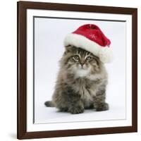 Maine Coon Kitten, 8 Weeks Old, Wearing a Father Christmas Hat-Mark Taylor-Framed Photographic Print