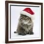 Maine Coon Kitten, 8 Weeks Old, Wearing a Father Christmas Hat-Mark Taylor-Framed Photographic Print