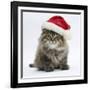 Maine Coon Kitten, 8 Weeks Old, Wearing a Father Christmas Hat-Mark Taylor-Framed Photographic Print