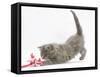 Maine Coon Kitten, 8 Weeks, Playing with a Rope Toy-Mark Taylor-Framed Stretched Canvas