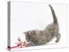 Maine Coon Kitten, 8 Weeks, Playing with a Rope Toy-Mark Taylor-Stretched Canvas