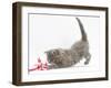 Maine Coon Kitten, 8 Weeks, Playing with a Rope Toy-Mark Taylor-Framed Photographic Print