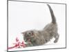 Maine Coon Kitten, 8 Weeks, Playing with a Rope Toy-Mark Taylor-Mounted Photographic Print