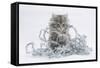 Maine Coon Kitten, 8 Weeks, Playing with Tinsel-Mark Taylor-Framed Stretched Canvas