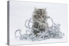 Maine Coon Kitten, 8 Weeks, Playing with Tinsel-Mark Taylor-Stretched Canvas