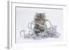 Maine Coon Kitten, 8 Weeks, Playing with Tinsel-Mark Taylor-Framed Photographic Print