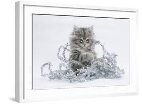Maine Coon Kitten, 8 Weeks, Playing with Tinsel-Mark Taylor-Framed Photographic Print