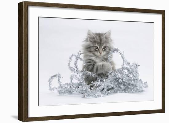 Maine Coon Kitten, 8 Weeks, Playing with Tinsel-Mark Taylor-Framed Photographic Print