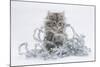 Maine Coon Kitten, 8 Weeks, Playing with Tinsel-Mark Taylor-Mounted Photographic Print
