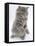 Maine Coon Kitten, 8 Weeks, Standing Up, with Paws Raised and Tongue Out-Mark Taylor-Framed Stretched Canvas