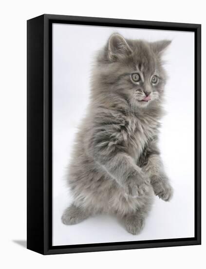 Maine Coon Kitten, 8 Weeks, Standing Up, with Paws Raised and Tongue Out-Mark Taylor-Framed Stretched Canvas