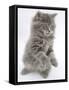 Maine Coon Kitten, 8 Weeks, Standing Up, with Paws Raised and Tongue Out-Mark Taylor-Framed Stretched Canvas