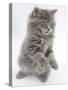 Maine Coon Kitten, 8 Weeks, Standing Up, with Paws Raised and Tongue Out-Mark Taylor-Stretched Canvas