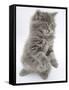 Maine Coon Kitten, 8 Weeks, Standing Up, with Paws Raised and Tongue Out-Mark Taylor-Framed Stretched Canvas