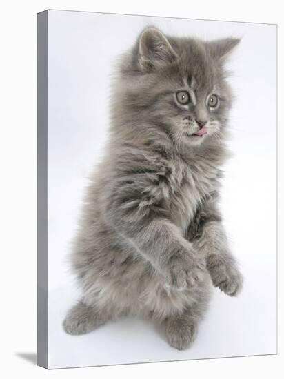 Maine Coon Kitten, 8 Weeks, Standing Up, with Paws Raised and Tongue Out-Mark Taylor-Stretched Canvas