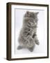 Maine Coon Kitten, 8 Weeks, Standing Up, with Paws Raised and Tongue Out-Mark Taylor-Framed Photographic Print