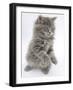 Maine Coon Kitten, 8 Weeks, Standing Up, with Paws Raised and Tongue Out-Mark Taylor-Framed Photographic Print