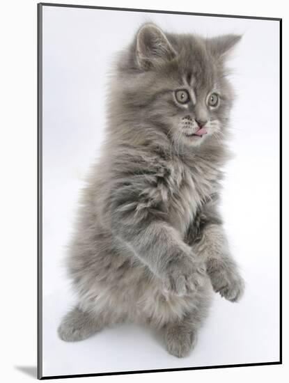 Maine Coon Kitten, 8 Weeks, Standing Up, with Paws Raised and Tongue Out-Mark Taylor-Mounted Photographic Print
