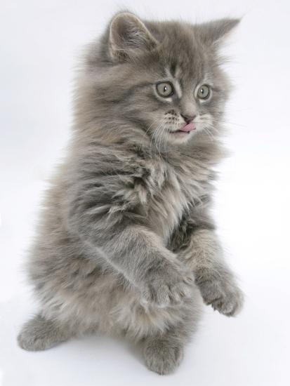 importere tone Narabar Maine Coon Kitten, 8 Weeks, Standing Up, with Paws Raised and Tongue Out'  Photographic Print - Mark Taylor | AllPosters.com