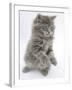 Maine Coon Kitten, 8 Weeks, Standing Up, with Paws Raised and Tongue Out-Mark Taylor-Framed Photographic Print