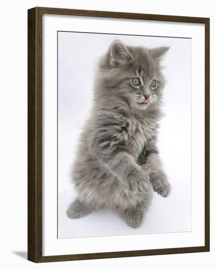 Maine Coon Kitten, 8 Weeks, Standing Up, with Paws Raised and Tongue Out-Mark Taylor-Framed Photographic Print