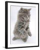 Maine Coon Kitten, 8 Weeks, Standing Up, with Paws Raised and Tongue Out-Mark Taylor-Framed Photographic Print