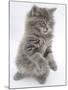 Maine Coon Kitten, 8 Weeks, Standing Up, with Paws Raised and Tongue Out-Mark Taylor-Mounted Photographic Print
