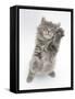 Maine Coon Kitten, 8 Weeks, Standing Up, with Paws Raised-Mark Taylor-Framed Stretched Canvas