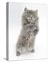 Maine Coon Kitten, 8 Weeks, Standing Up, with Paws Raised-Mark Taylor-Stretched Canvas