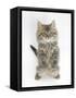 Maine Coon Kitten, 8 Weeks, Standing Up, with Paws Raised-Mark Taylor-Framed Stretched Canvas