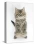 Maine Coon Kitten, 8 Weeks, Standing Up, with Paws Raised-Mark Taylor-Stretched Canvas