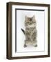 Maine Coon Kitten, 8 Weeks, Standing Up, with Paws Raised-Mark Taylor-Framed Photographic Print