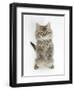 Maine Coon Kitten, 8 Weeks, Standing Up, with Paws Raised-Mark Taylor-Framed Photographic Print