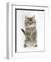 Maine Coon Kitten, 8 Weeks, Standing Up, with Paws Raised-Mark Taylor-Framed Photographic Print