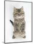 Maine Coon Kitten, 8 Weeks, Standing Up, with Paws Raised-Mark Taylor-Mounted Photographic Print