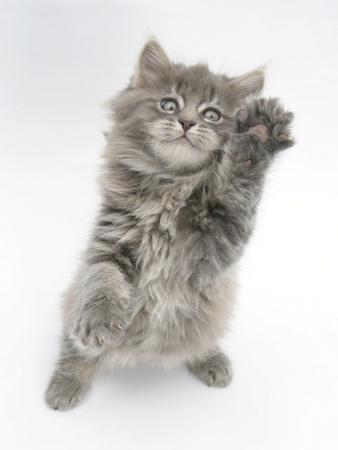 snemand Tarif Pogo stick spring Maine Coon Kitten, 8 Weeks, Standing Up, with Paws Raised' Photographic  Print - Mark Taylor | AllPosters.com