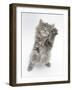 Maine Coon Kitten, 8 Weeks, Standing Up, with Paws Raised-Mark Taylor-Framed Photographic Print