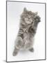 Maine Coon Kitten, 8 Weeks, Standing Up, with Paws Raised-Mark Taylor-Mounted Photographic Print