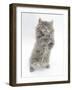 Maine Coon Kitten, 8 Weeks, Standing Up, with Paws Raised-Mark Taylor-Framed Photographic Print