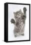 Maine Coon Kitten, 8 Weeks, Standing Up, with Paws Stretched-Mark Taylor-Framed Stretched Canvas