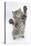 Maine Coon Kitten, 8 Weeks, Standing Up, with Paws Stretched-Mark Taylor-Stretched Canvas