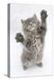 Maine Coon Kitten, 8 Weeks, Standing Up, with Paws Stretched-Mark Taylor-Stretched Canvas