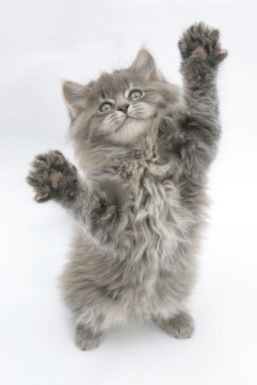 Fremmed Monica pubertet Maine Coon Kitten, 8 Weeks, Standing Up, with Paws Stretched' Photographic  Print - Mark Taylor | AllPosters.com